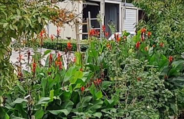 Abbildung: Indisches Blumenrohr